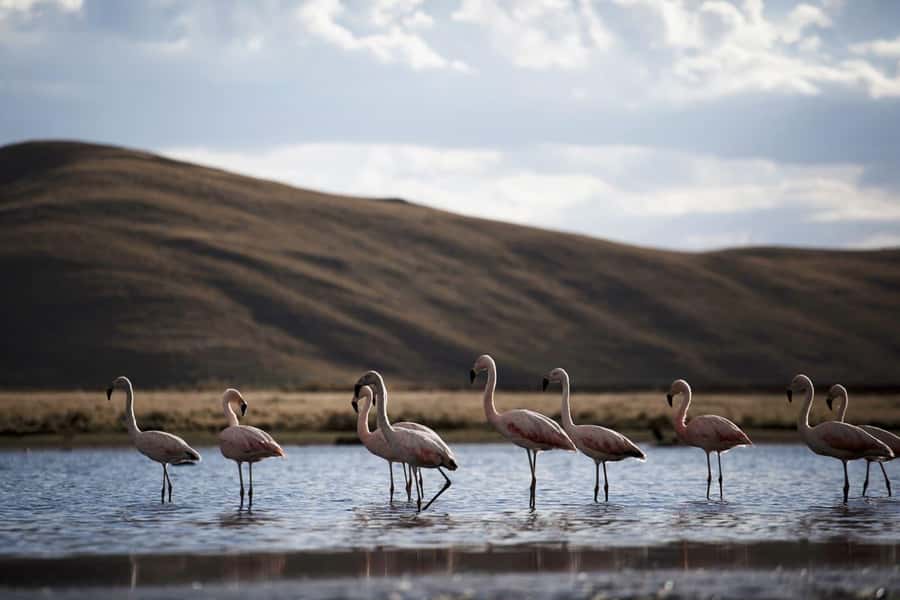 Excursion: Lagoon and National Reserve of Salinas and Aguada Blanca in Arequipa. - The 6:00 am start and the road to Chiguata