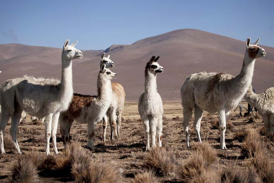 Excursion: Lagoon and National Reserve of Salinas and Aguada Blanca in Arequipa. - Salinas Lagoon and the salt flats