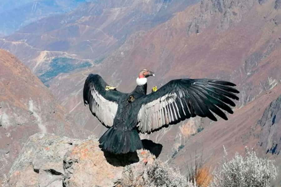 From Arequipa: 1 Day Tour to the Colca Canyon + Buffet lunch - A 3:00 a.m. start from Arequipa