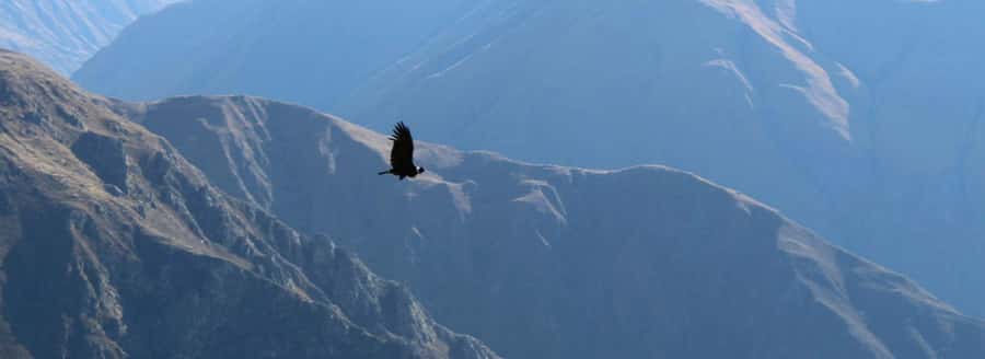 From Arequipa: 1 Day Tour to the Colca Canyon + Buffet lunch - The main weakness: driving and fatigue
