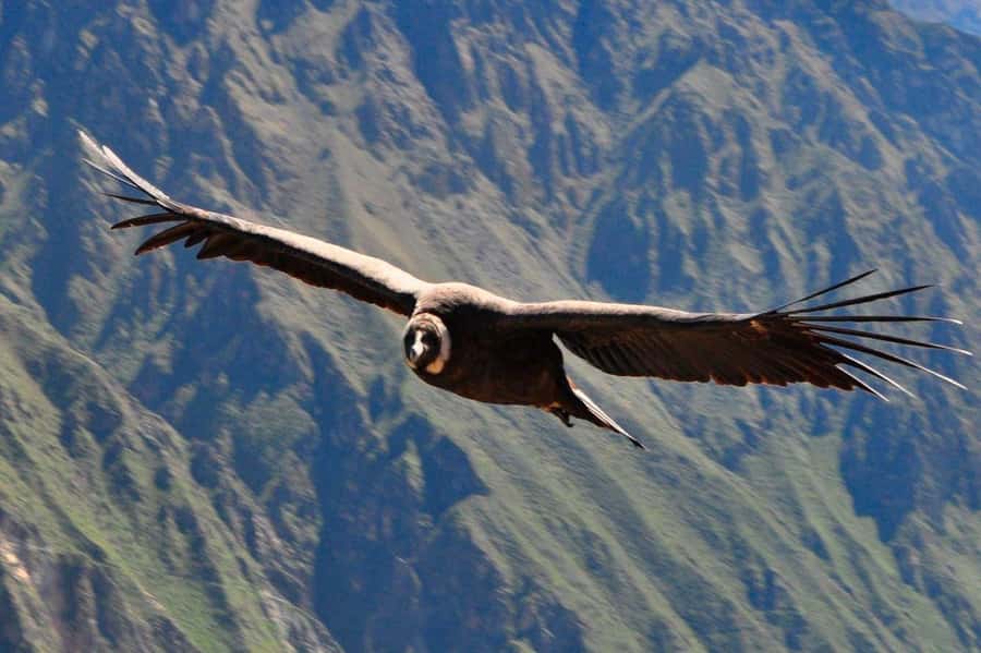 From Arequipa: Colca Canyon and Condor Watching Day Trip - Key points at a glance