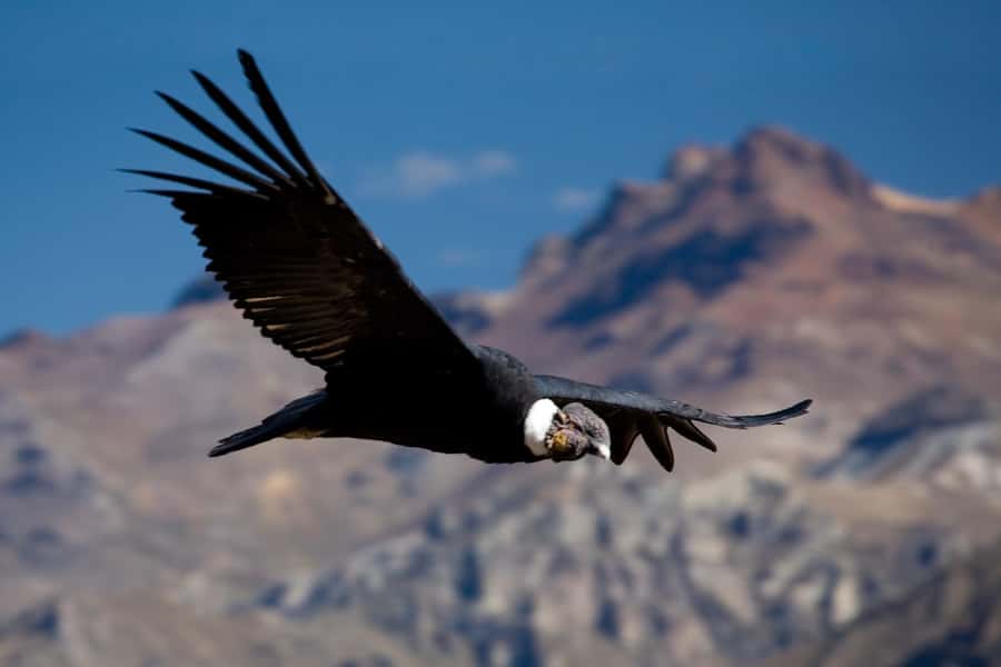 From Arequipa: Colca Canyon Day Trip with Transfer to Puno - A 3 a.m. start and a three-hour climb into the Andes