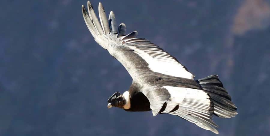 From Arequipa: Colca Canyon Full-Day Tour with Breakfast - The Return to Arequipa Takes Another 2.5 Hours