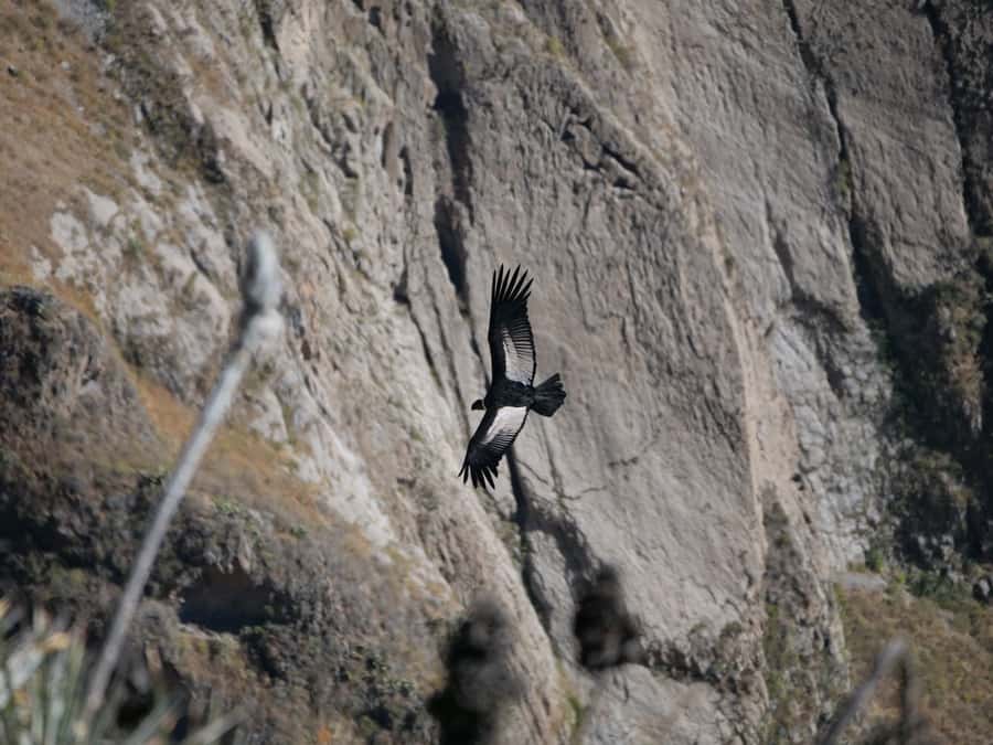 From Arequipa: Colca Canyon & La Calera Thermal Waters - Key points to know before you book