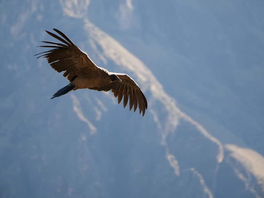 From Arequipa: Colca Canyon & La Calera Thermal Waters - Should you book this Colca Canyon tour?