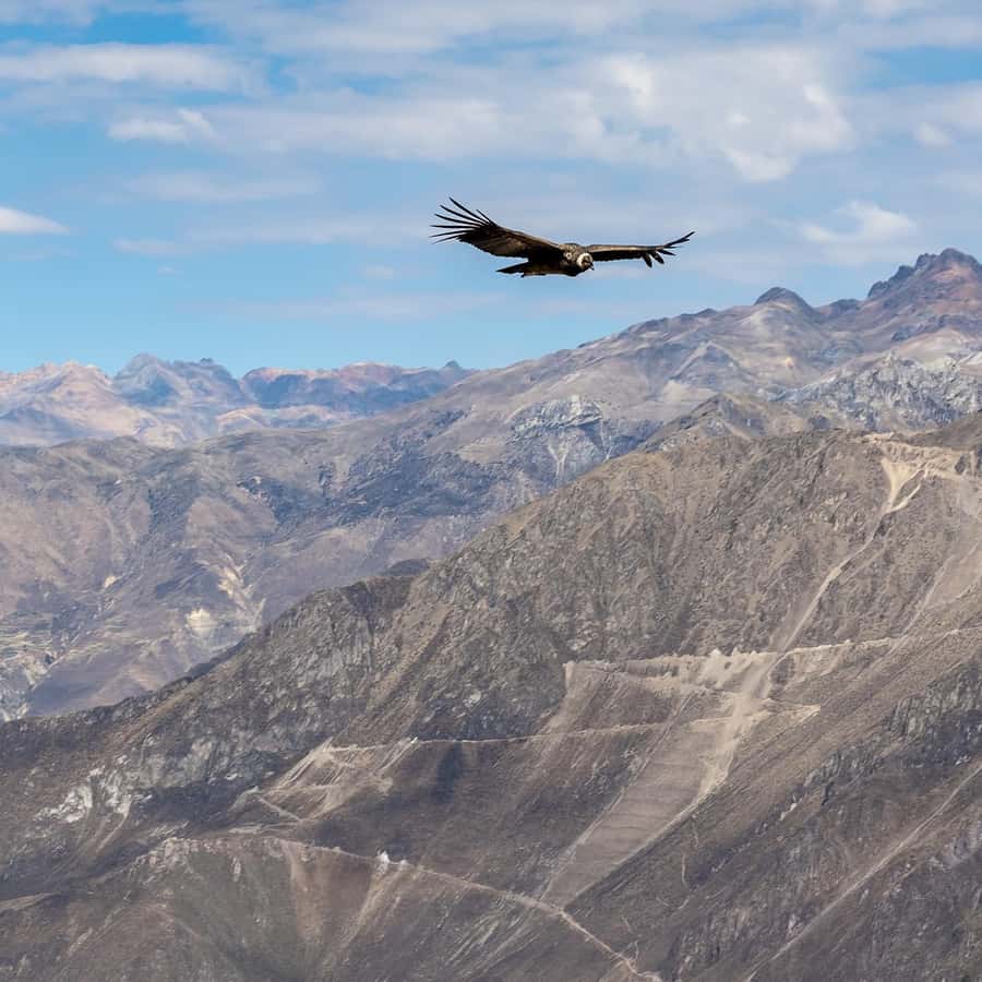 From Arequipa: Colca Canyon & La Calera Thermal Waters - What the $66 price really covers
