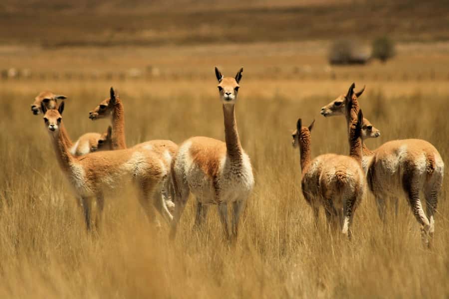 From Arequipa: Colca Valley & Thermal Baths Small-Group Trip - Patapampa and the 4,910-meter Andes