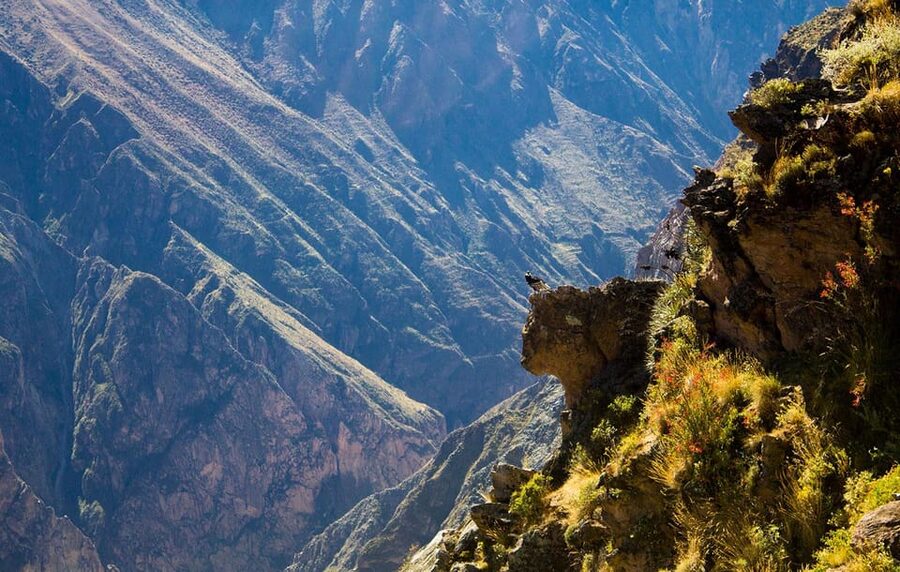 From Arequipa: Colca Valley & Thermal Baths Small-Group Trip - Chacapi hot springs in Yanque