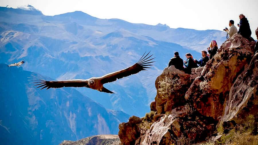 From Arequipa: Full Day Colca Canyon Tour - Small towns, churches, terraces, and valley views