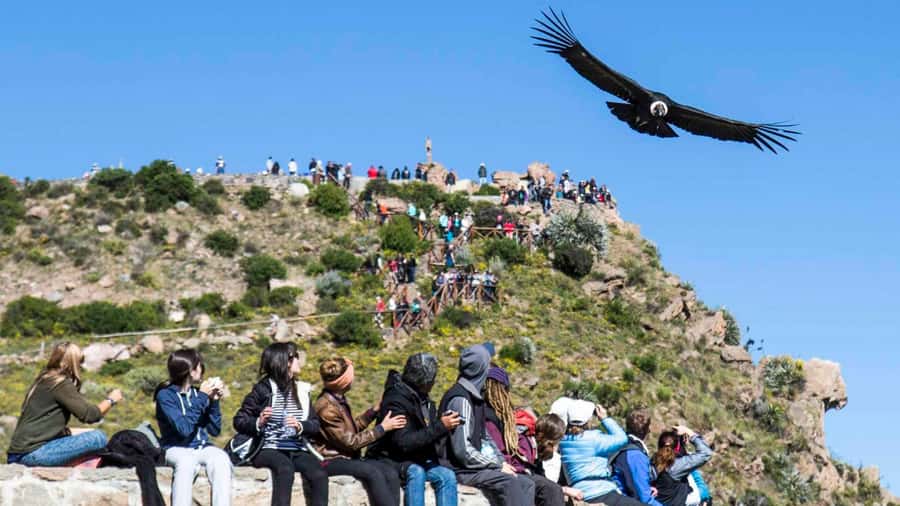 From Arequipa: Full Day Colca Canyon Tour - The pre-dawn departure from Arequipa