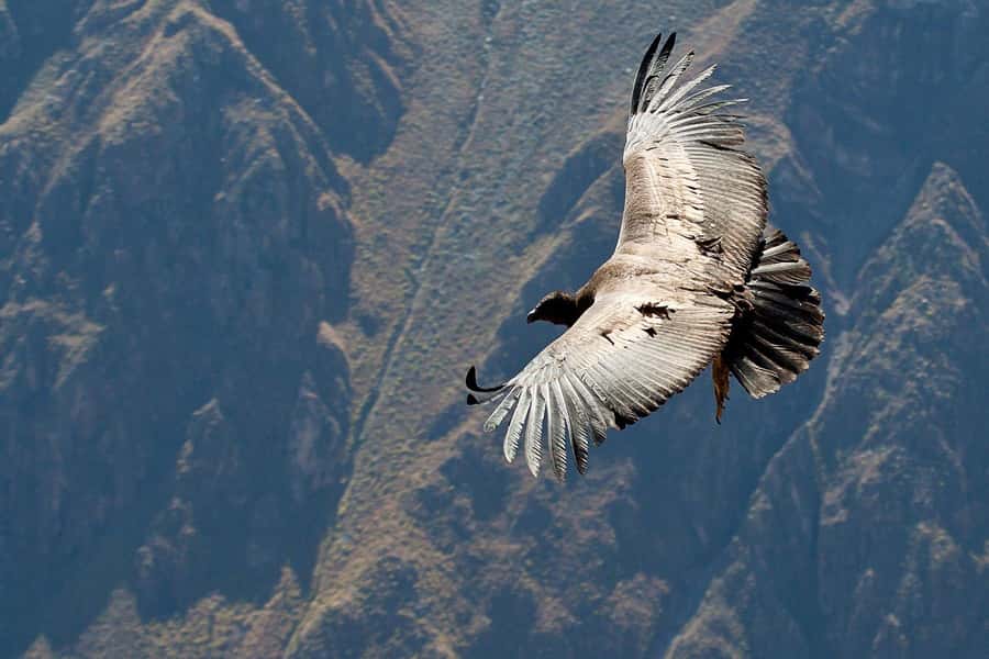 From Arequipa: Full Day Tour of Colca Canyon with Meals - Should you book this Colca Canyon day tour?