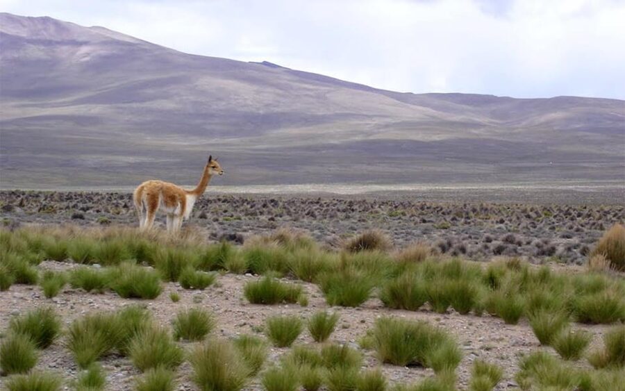 From Arequipa: Fullday Tour Colca Canyon + Transfer To Puno - Chivay lunch and the vehicle change