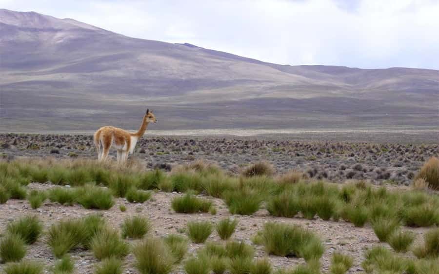 From Arequipa: One Day Trip to Colca Canyon Ending in Puno - The volcano viewpoint at 4,910 meters