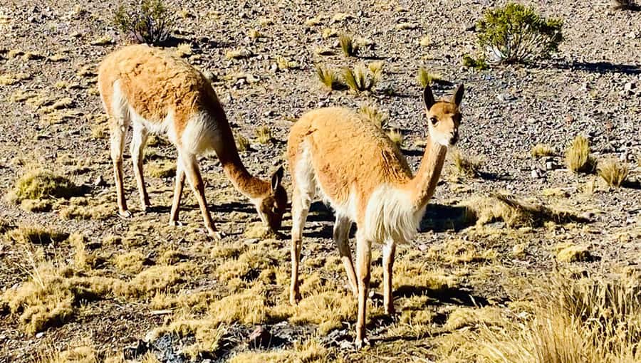 From Arequipa: Pillones Waterfall and Stone Forest Day Trip - What is included for $55