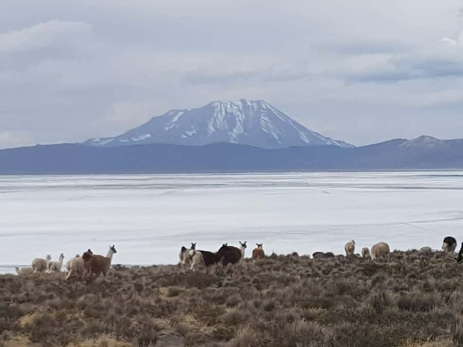 From Arequipa: Salinas Lagoon Full-Day Trip with Hot Springs - Alto Simbral at 4,200 meters