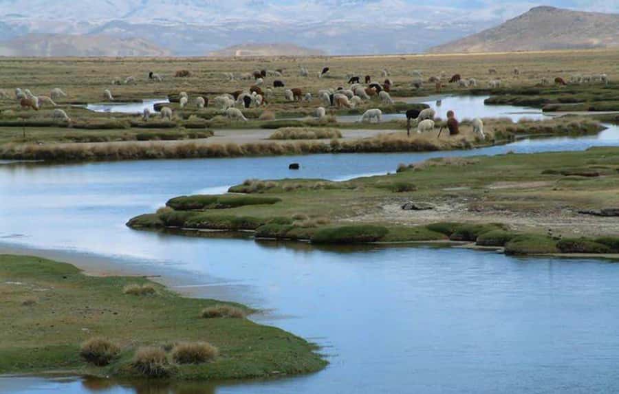 From Arequipa: Salinas Lagoon Full-Day Trip with Hot Springs - Salinas Lagoon and its wildlife