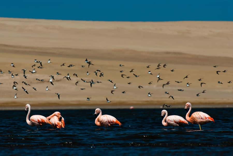 From Arequipa: Salinas Lagoon Full-Day Trip with Hot Springs - Lojen Hot Springs and the mini volcano