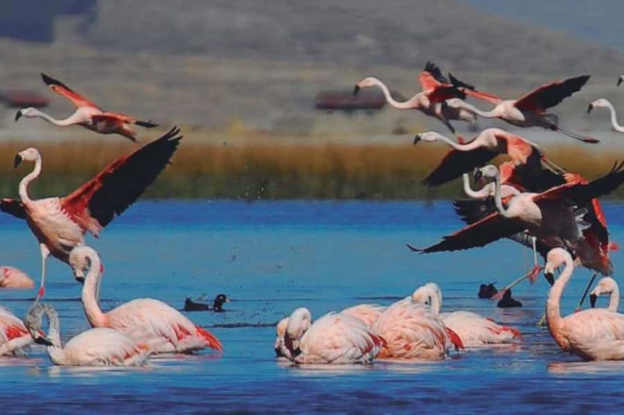 From Arequipa: Salinas Lagoon Full-Day Trip with Hot Springs - Who will enjoy this Andean day trip