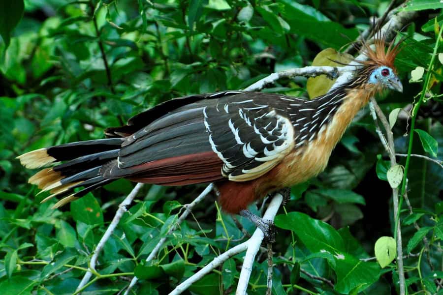 From Cusco: 4-Day Manu National Park Guided Tour - The parrot clay lick and Machuwasi Lake