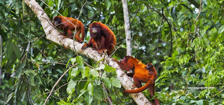 From Cusco: 4-Day Manu National Park Guided Tour - Who should book this Manu tour?