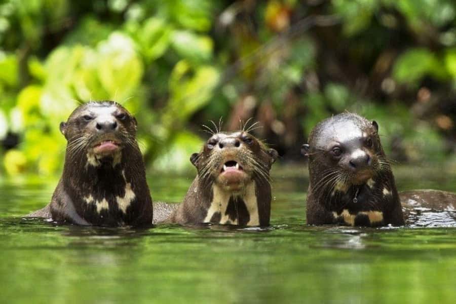 From Cusco: 4-Day Manu National Park Guided Tour - Practical packing advice for the jungle road