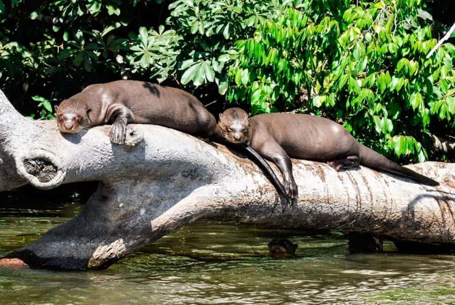 From Cusco: 4 Day Puerto Maldonado Sandoval Lake Excursion - Key points to know before you book