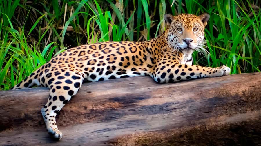 From Cusco: 4 Day Puerto Maldonado Sandoval Lake Excursion - Why this four-day Amazon plan works