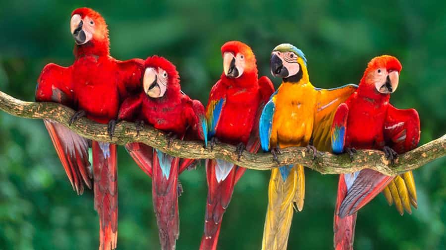 From Cusco: 4 Day Puerto Maldonado Sandoval Lake Excursion - Monkey Island, with modest expectations