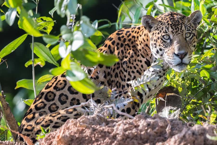 From Cusco: 4 Day Puerto Maldonado Sandoval Lake Excursion - Sandoval Lake and a full wildlife day