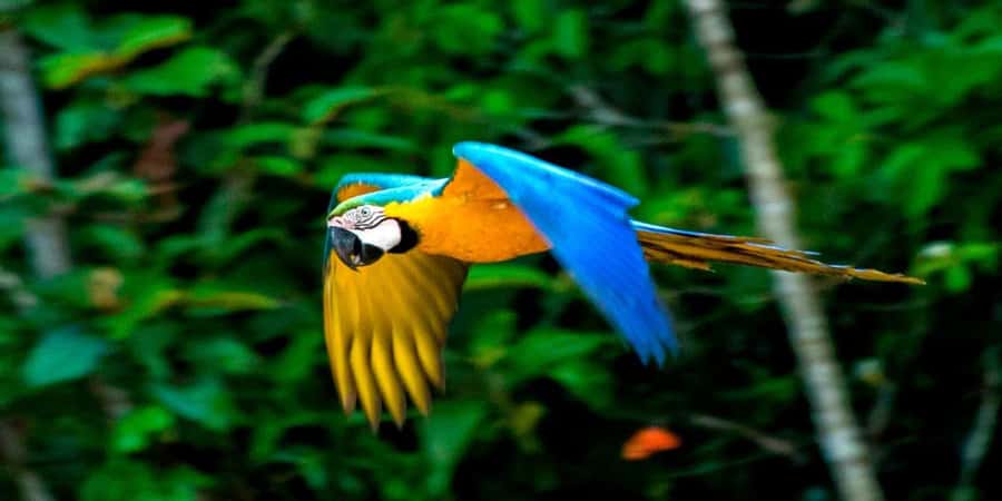 From Cusco: 4 Day Puerto Maldonado Sandoval Lake Excursion - From Cusco to the Madre de Dios River