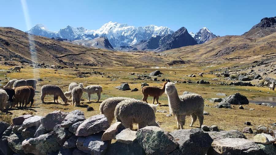 From Cusco: 7 Lakes of Ausangate Full Day Tour - Llamas, alpacas, and highland community life