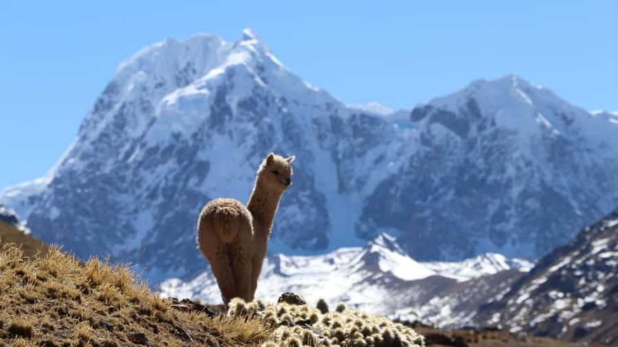 From Cusco: Ausangate Route - 7 Lagoons Tour + Meals - Pacchanta hot springs after the trail