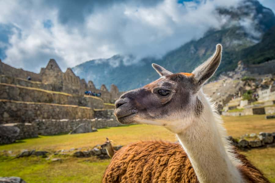 From Cusco: Machu Picchu Full-Day Guided Tour - The long return to Cusco