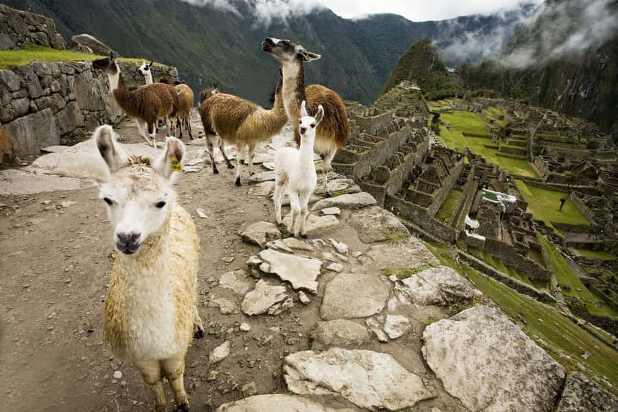 From Cusco: Machu Picchu Private Day Trip on Panoramic Train - Practical preparation for a smoother day
