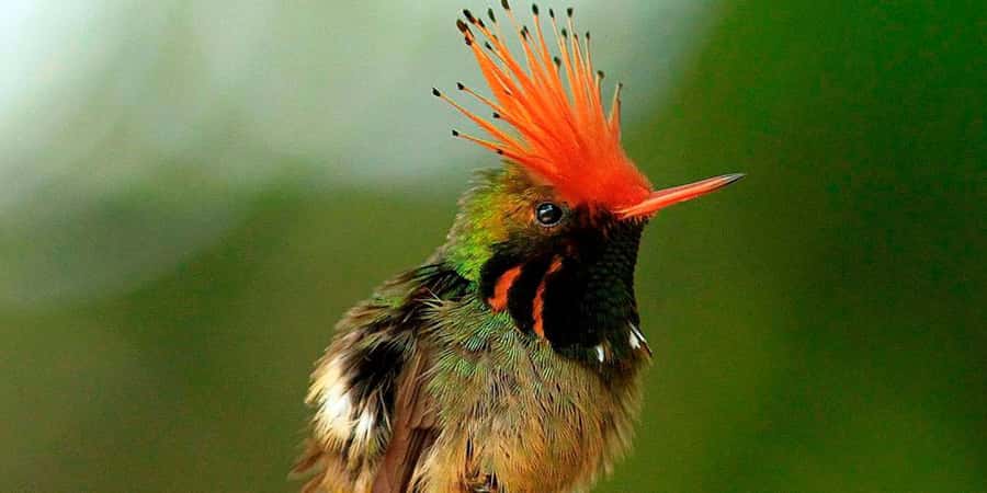 From Cusco: Manu National Park Tour & Accommodation 3 Days - Key points to know before booking
