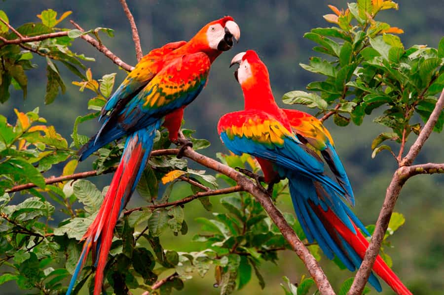 From Cusco: Manu National Park Tour & Accommodation 3 Days - Why this three-day Manu trip is different