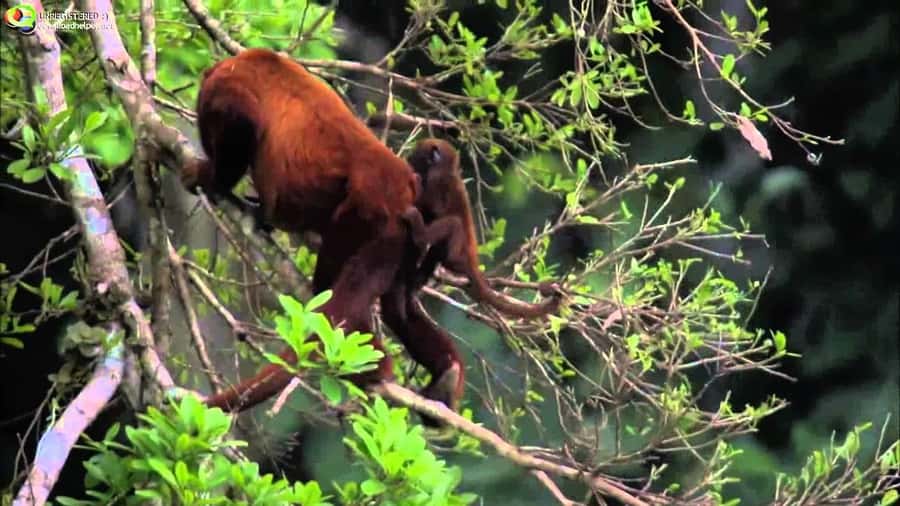 From Cusco: Manu National Park Tour & Accommodation 3 Days - Day 2: Boats, forest channels, and Machuhuasi
