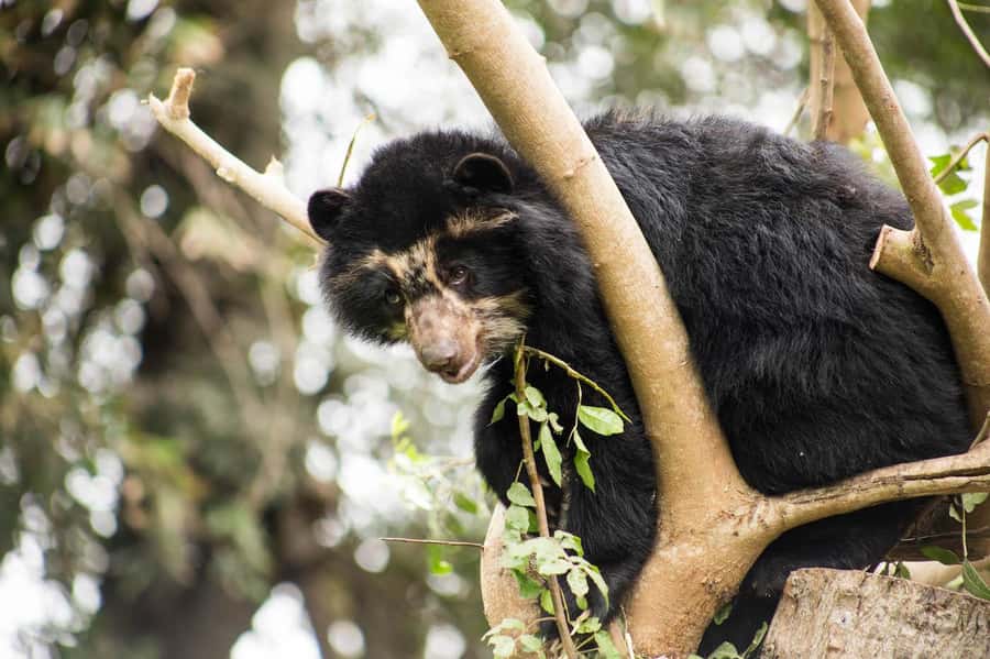 From Cusco: Manu National Park Tour & Accommodation 3 Days - Day 3: Medicinal plants and the road back to Cusco