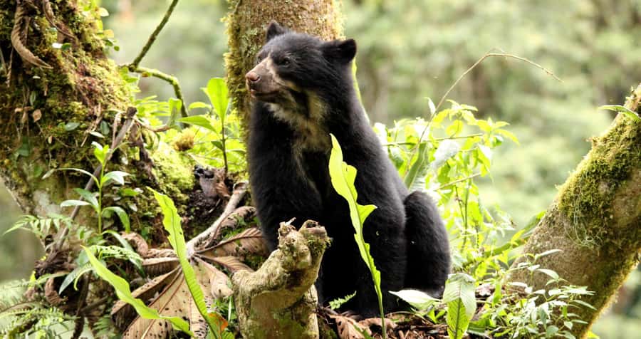 From Cusco: Manu National Park Tour & Accommodation 3 Days - What the accommodation and meals are really like