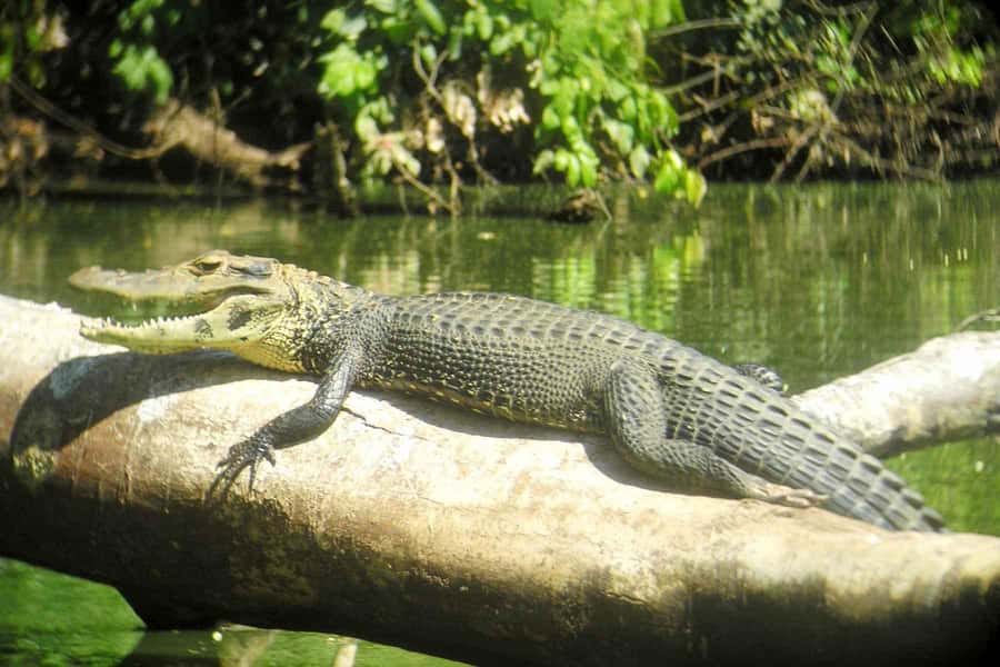 From Cusco: Manu National Park Tour & Accommodation 3 Days - Who should book this Manu experience