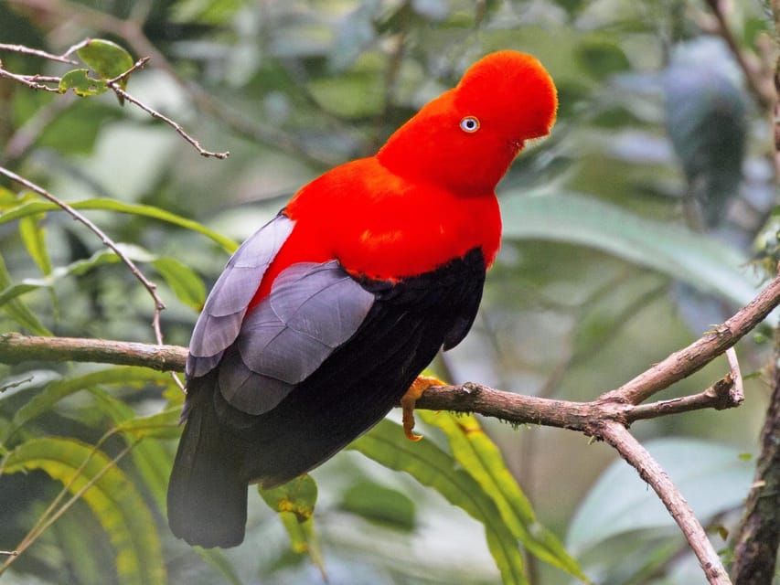 From Cusco: Manu National Park Tour & Accommodation 3 Days - Should you book this three-day Manu trip?