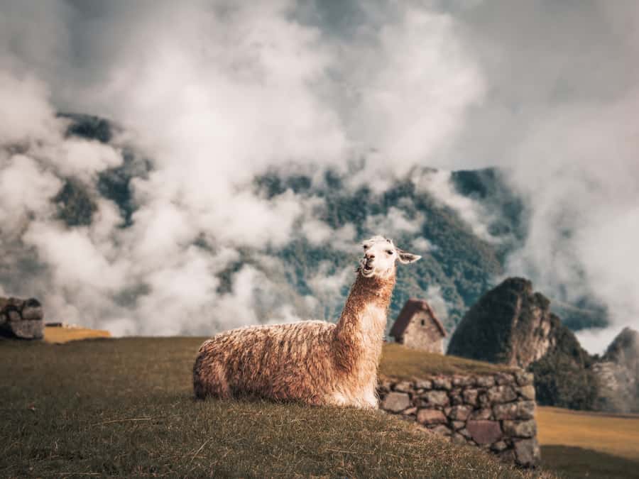 From Cusco: Sacred Valley & Machu Picchu 2-Day Tour by Train - Machu Picchu in the morning