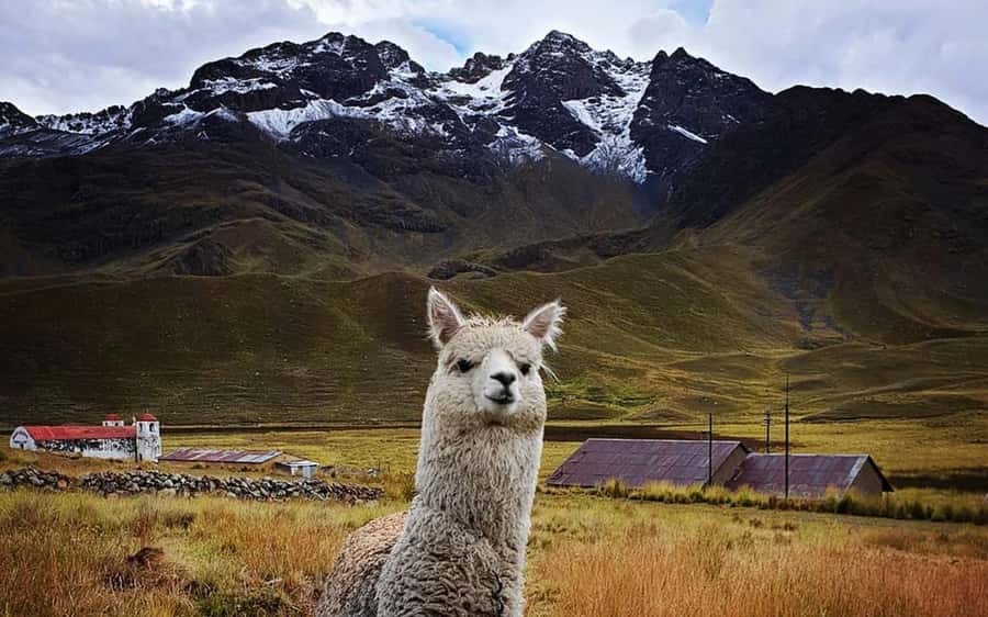From Cusco: Titicaca lake with the route of the sun in 2 day - Guides, transport, and how organized the days feel