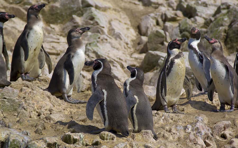 From Huacachina: Ballestas and Paracas Reserve - GROUP TOUR - Ballestas Islands: the strongest part of the day