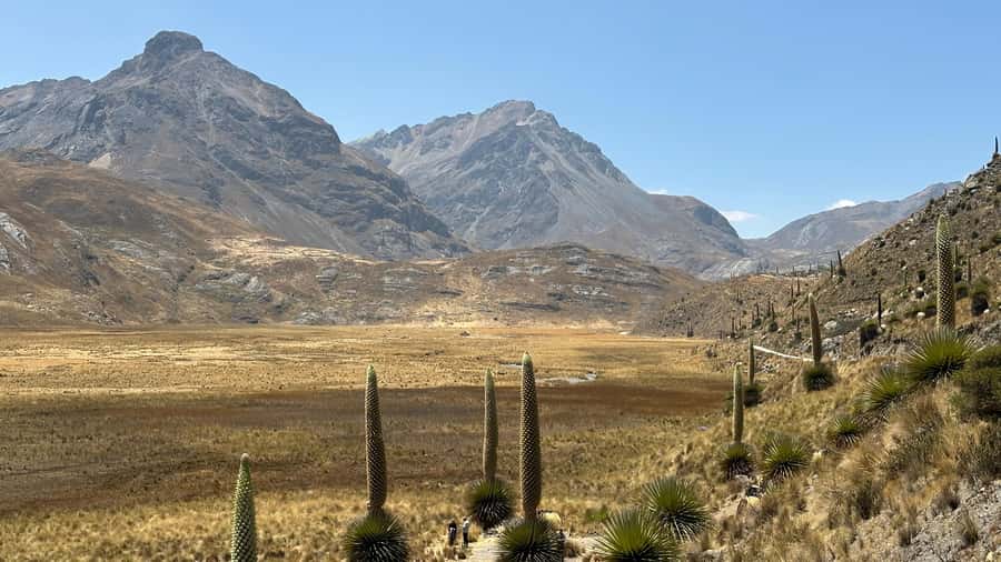 From Huaraz: Tour to the Pastoruri Glacier and Puya Raimondi - Pato Cocha Lake and the local ducks