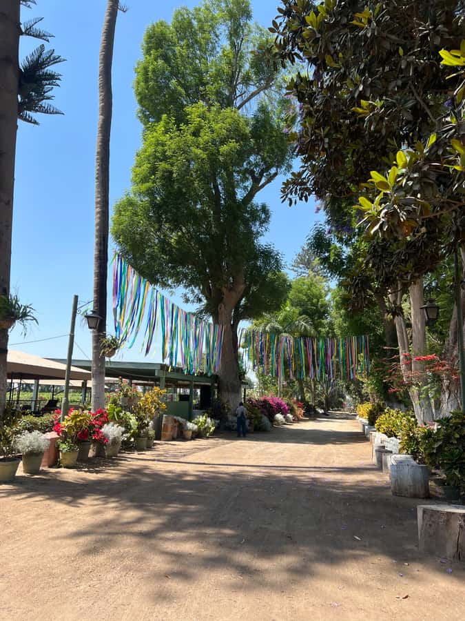 From Ica or Huacachina: Tour to Tacama Vineyard and Artisanal Winery. - Lunch, costs, and the real value
