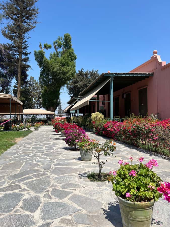From Ica or Huacachina: Tour to Tacama Vineyard and Artisanal Winery. - Who should book this tour