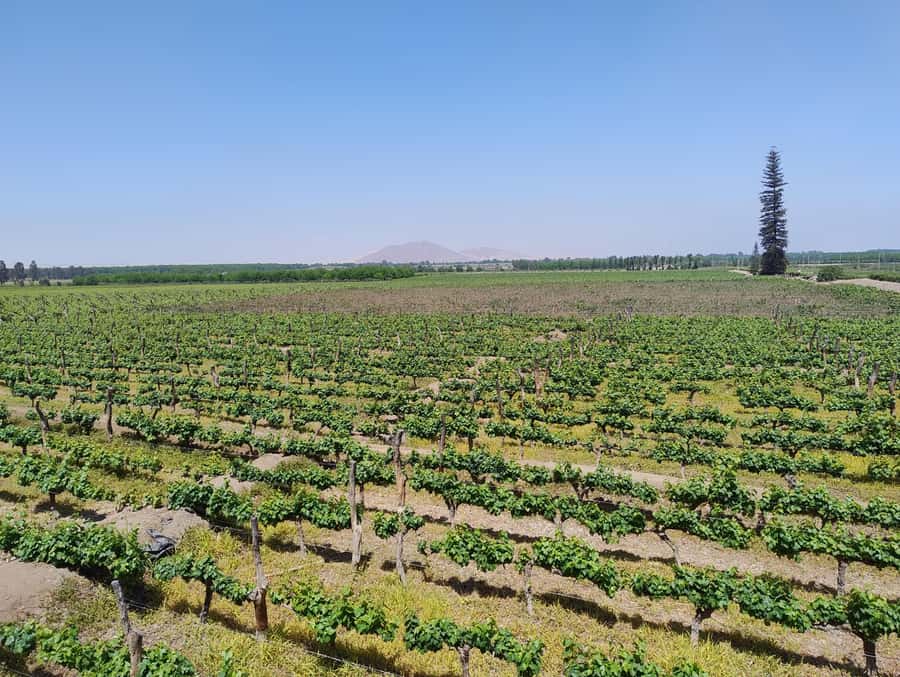 From Ica or Huacachina: Tour to Tacama Vineyard and Artisanal Winery. - Starting from Ica or Huacachina