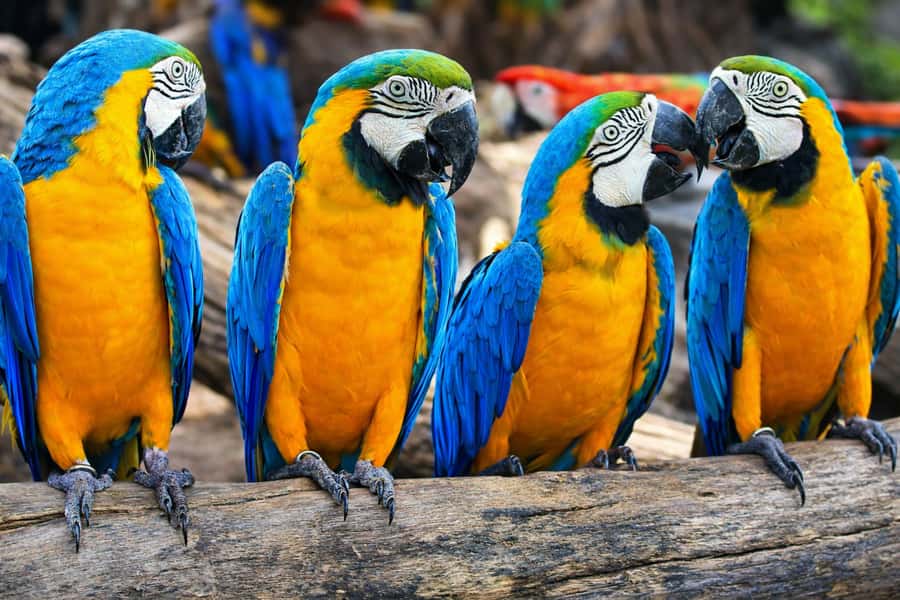 From Iquitos: 3-Day Amazon Jungle Adventure Trip - Sunrise birds and river wildlife on day two