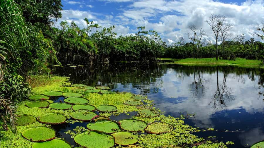 From Iquitos: Full day tour in the Peruvian jungle - Key points to know before you book
